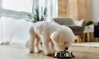 Aflatoxins in Pet Foods Sicken and Kill Dogs