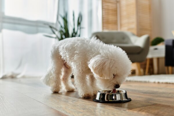 Bird Flu Detected in Pets' Raw Food, Los Angeles County Public Health Warns