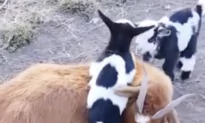 Baby Goats Love Climbing on Mama