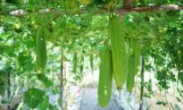 Health Benefits of Sponge Gourd: Lowers Blood Pressure, Improves Lipid Profile, and Prevents Gout