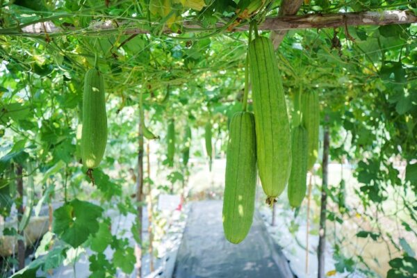 Health Benefits of Sponge Gourd: Lowers Blood Pressure, Improves Lipid Profile, and Prevents Gout