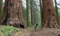 California Firefighters Battle Coffee Pot Fire in Sequoia National Park