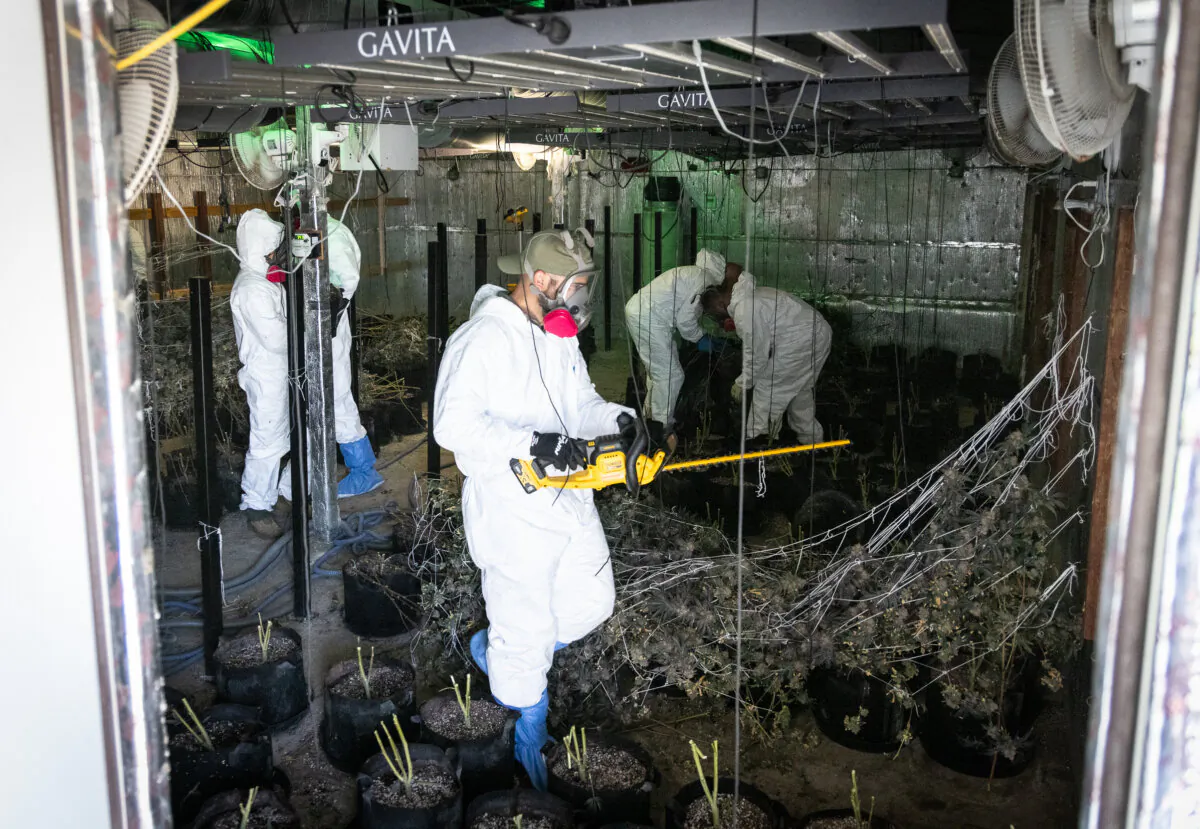 Police officers raid an illegal cannabis site in Lancaster, Calif., on Aug. 14, 2024. (John Fredricks/The Epoch Times)