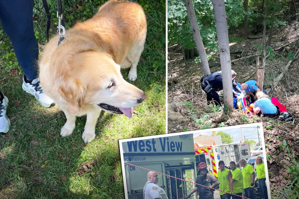 A golden retriever aided in the rescue of his owner who fell down a steep hill and dislocated his hip in Ross Township, Pennsylvania, on Aug. 1. (Courtesy of Ross/West View EMS)