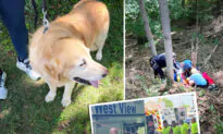 Loyal Golden Retriever Won’t Leave Owner Who Fell, Hurt Hip on Steep Hill—Alerts Locals, Rescuers