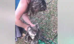 Koala Cut Free From Nylon Fence