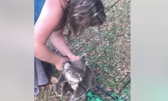 Koala Cut Free From Nylon Fence