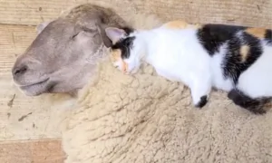 Barn Cat Massages Waffles the Sheep