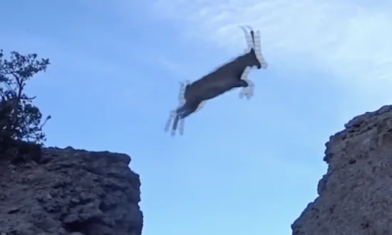Adventurous Goat Family’s Incredible Leap Over a Mountain Chasm