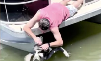 Kind Man Saves Pelican Choking on a Large Fish