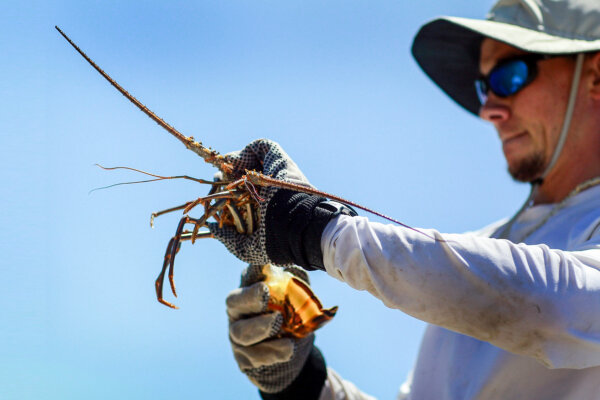 Lobster Chasers Gather in Florida for the Thrill of the Early Hunt