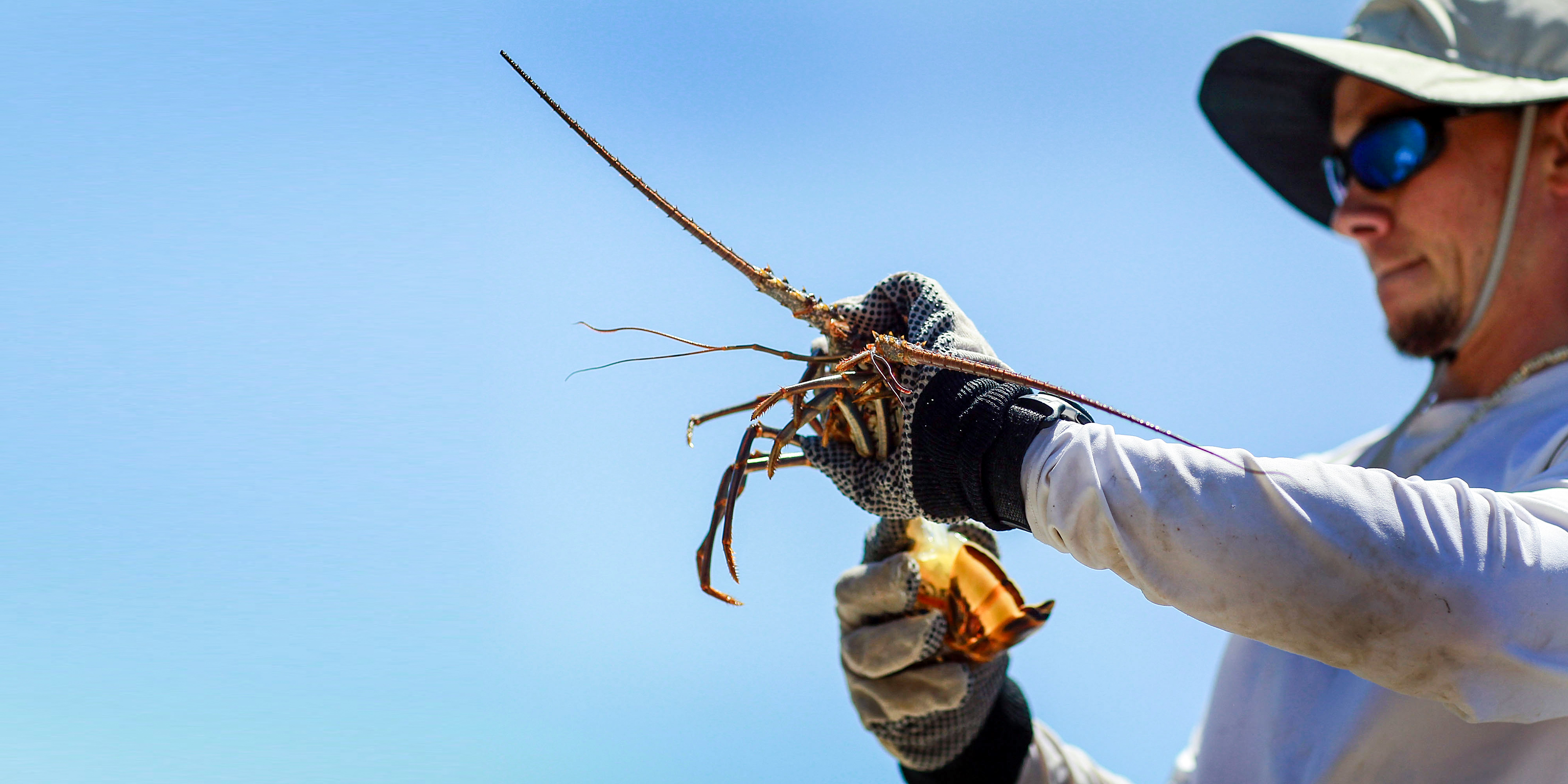 Lobster Chasers Gather in Florida for the Thrill of the Early Hunt