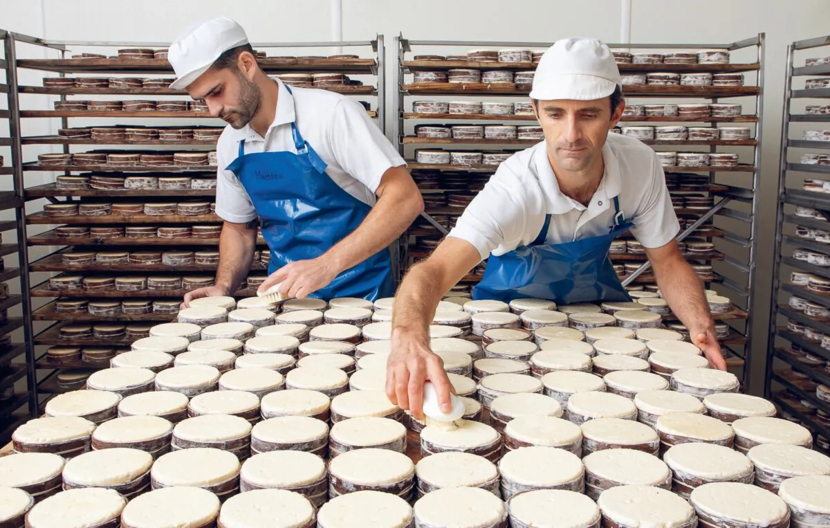 Uplands Cheese has won national cheese awards. In the fall, when the cows switch from fresh grass to hay, the creamery uses the cows' richer, fattier milk to make its Rush Creek Reserve cheese. (Kevin J. Miyazaki)