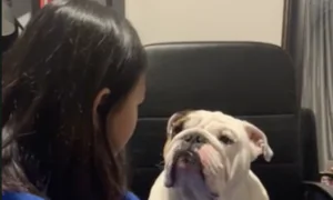 Bulldog Apologizes to Girl for Chewing Her Slipper
