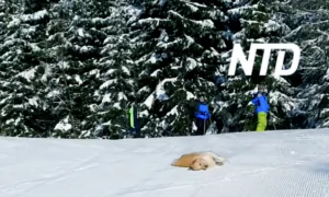 Golden Retriever Enjoys Sliding on Snow