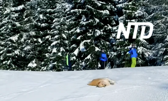 Golden Retriever Enjoys Sliding on Snow