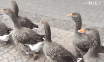 Gaggle of Geese Parade on Sidewalk