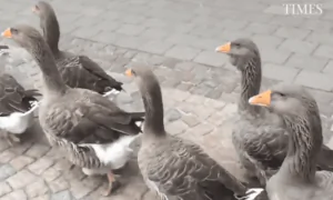 Gaggle of Geese Parade on Sidewalk
