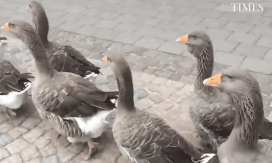 Gaggle of Geese Parade on Sidewalk