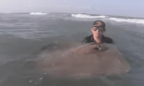 Fishermen Help a Massive Stingray Give Birth