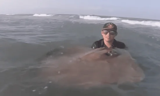 Fishermen Help a Massive Stingray Give Birth