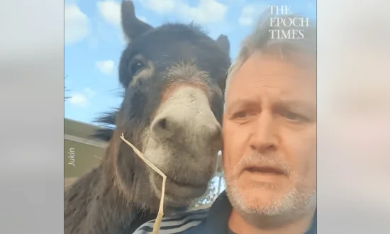 Donkey Questioned About Breaking Into the Feed Shed