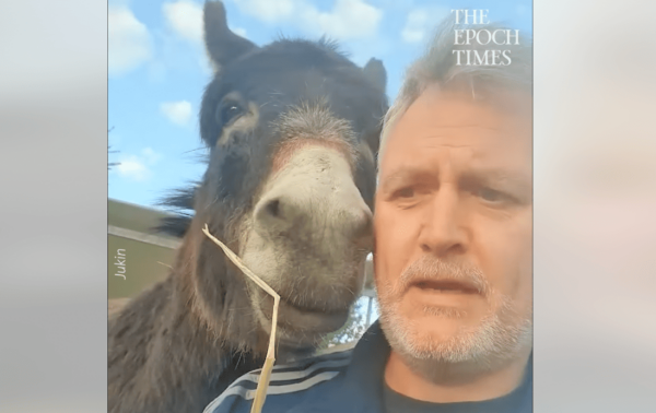 Donkey Questioned About Breaking Into the Feed Shed