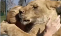 Lions Excited to See Woman