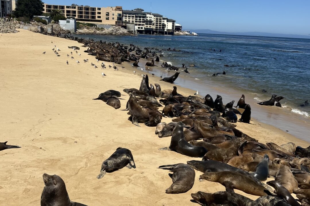 San Carlos Beach Closed Due to Sea Lions