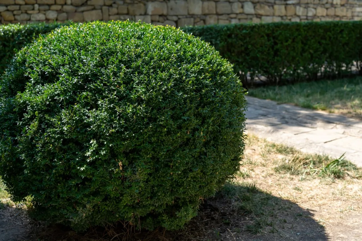 Privet hedge is not a plant that can withstand extreme cold climates. (sommthink/Shutterstock)