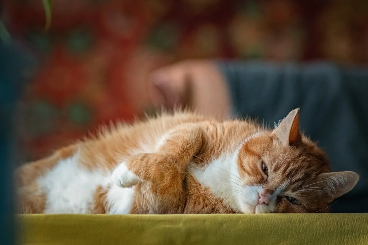 If your cat is refusing Hyperthyroidism medication, there are alternate treatment options. (shymar27/Shutterstock)