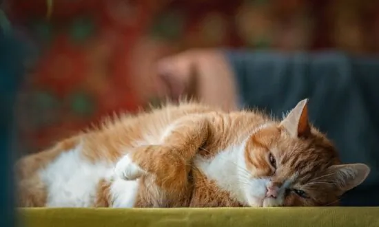 Many Treatment Options for Feline Hyperthyroidism