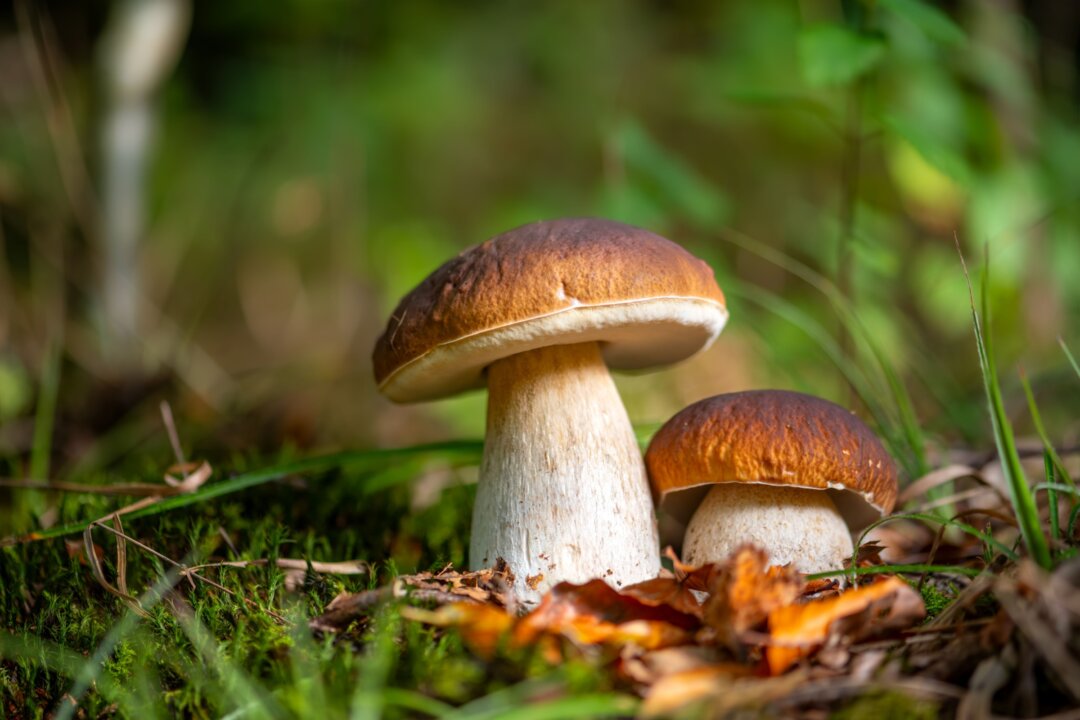 A Lesser-Known Antioxidant Makes Mushrooms Important to Health