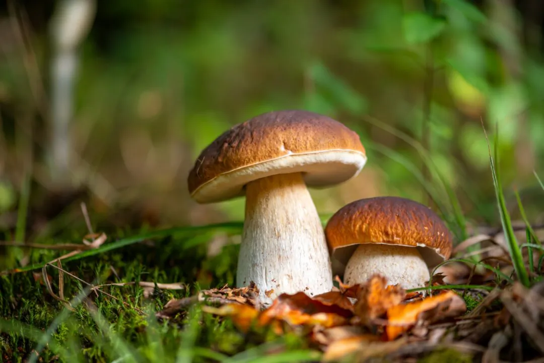 (ON-Photography Germany/Shutterstock)