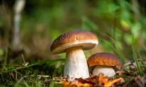 A Lesser-Known Antioxidant Makes Mushrooms Important to Health