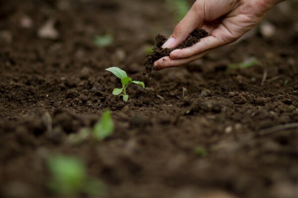 Chop and Drop: The Frugal Secret to Superior Soil