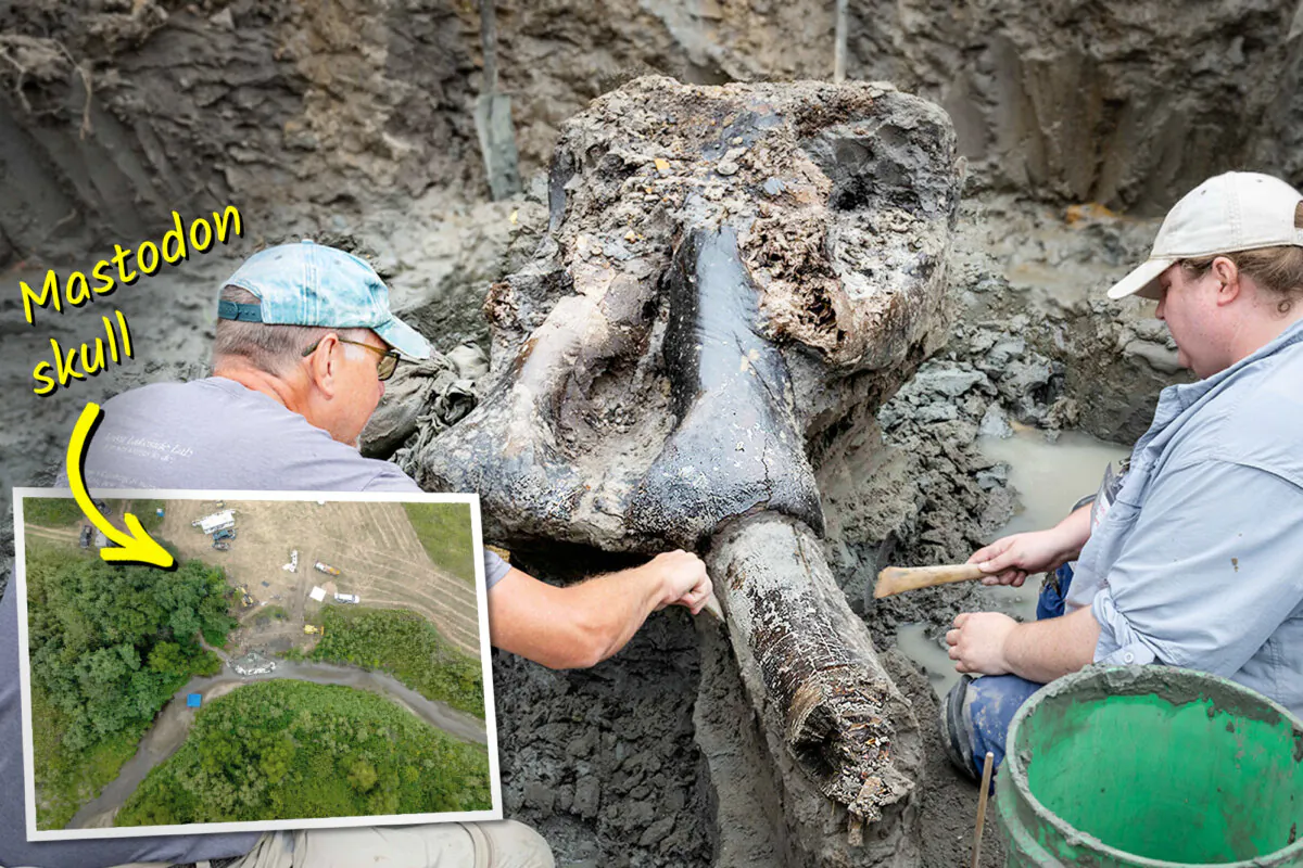 Researchers in Iowa uncover a mastodon skull in a creek bed. (Courtesy of Kirk Murray/OSA)