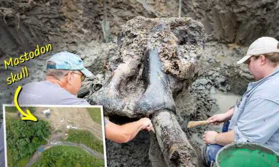 13,600-Year-Old Mastodon Skull Found Preserved in Creek Bed—It May Have Been Killed by Men