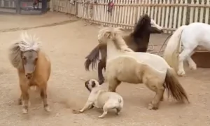French Bulldog’s Spirited Sprint