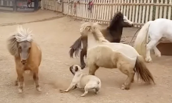 French Bulldog’s Spirited Sprint