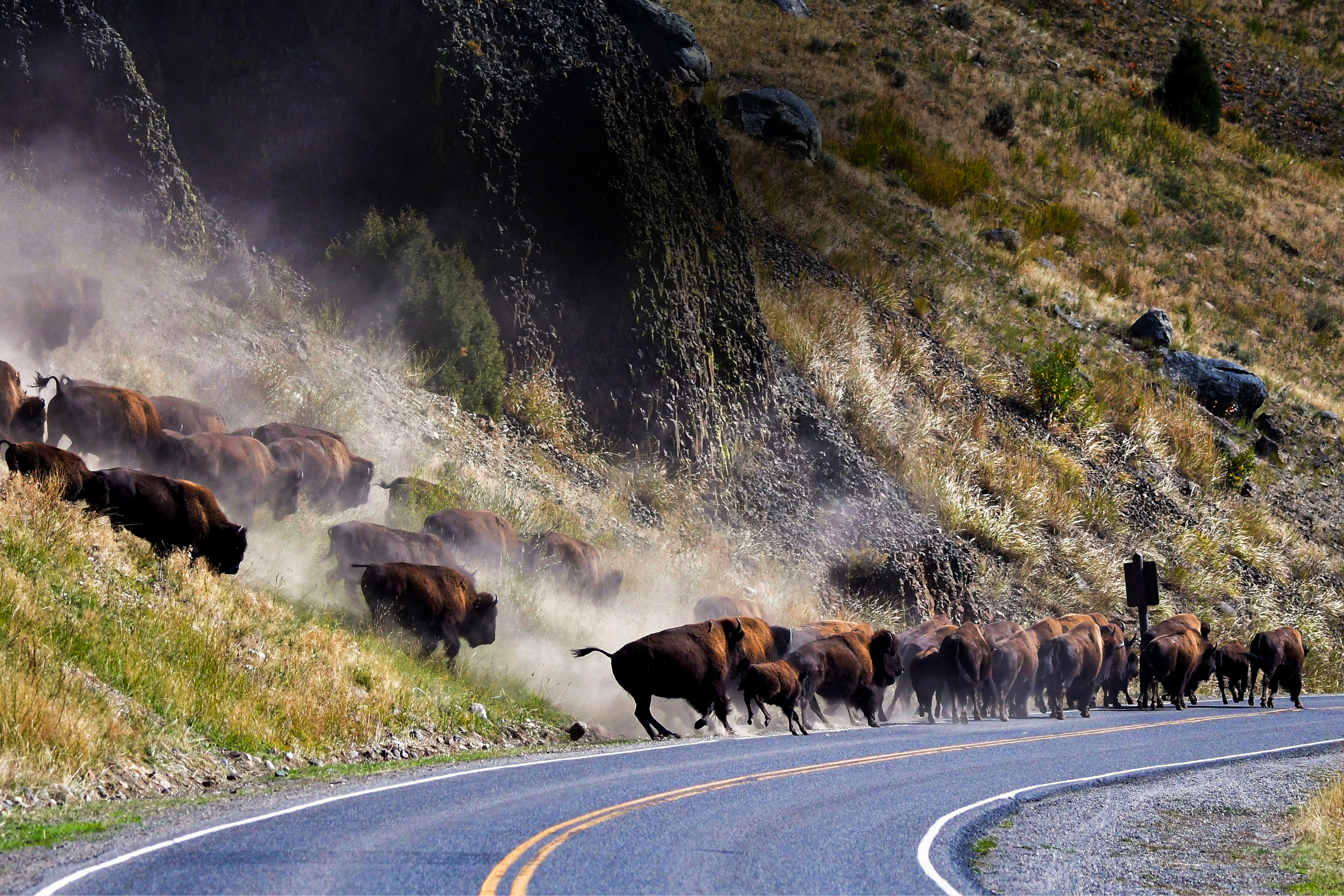 Native Tribes Protest Plan to Cull Wild Bison in Yellowstone