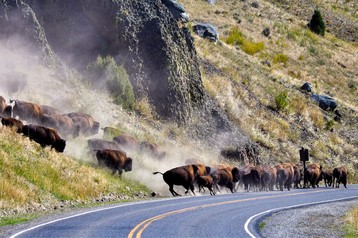 Bison travel in a herd in Yellowstone National Park in Montana. (Larry Lamsa/CC BY 2.0)