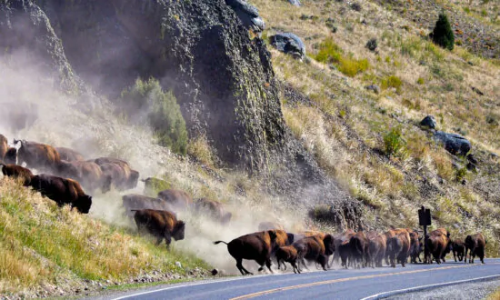 Native Tribes Protest Plan to Cull Wild Bison in Yellowstone