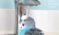 Parakeet Gets a Bath