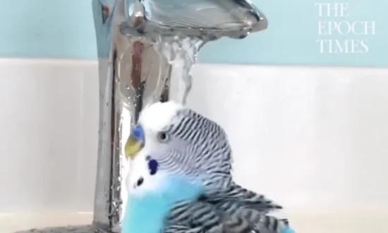 Parakeet Gets a Bath