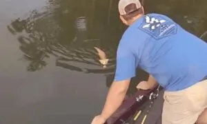 Kittens Swim Across the River to the Fishermen’s Boat