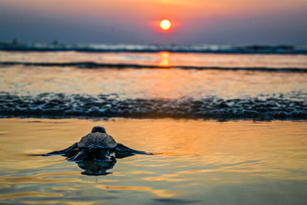 Why Baby Turtles Thrive on Florida’s Hurricane-Lashed Beaches