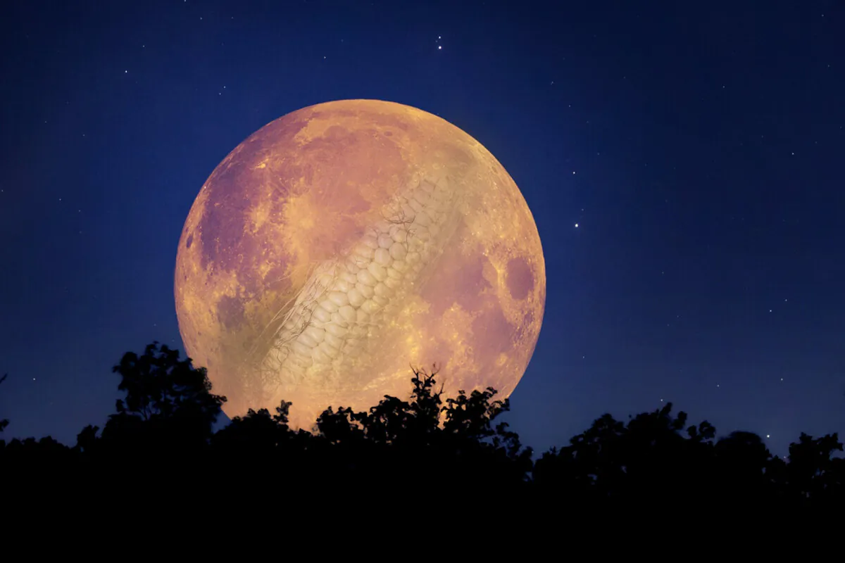 The full moon in September will be a Harvest Moon and a supermoon, appearing much larger that average. (An illustration by The Epoch Times incorporating Shutterstock/AstroStar/milart)
