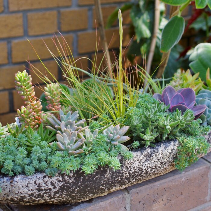 How to Design a Dazzling Succulent Garden With Nature's Easy