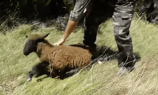 Kind Man Saves a Sheep Trapped in a Cave
